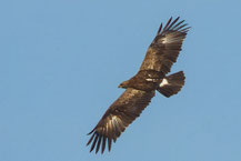 Schreiadler (Clanga pomarina) im Flug. Man sieht die 'Komma' auf der Oberseite.