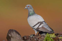 Felsentaube (Columba livia)