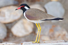 Rotlappenkiebitz (Vanellus indicus); Oman (Dezember 2025).