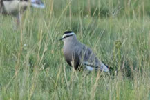 Steppenkiebitz (Vanellus gregarius)