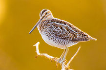 Wilsonbekassine (Gallinago delicata)