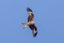 Rotmilan (Milvus milvus)
