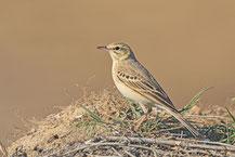 Brachpieper (Anthus campestris)