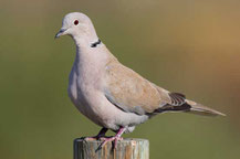 Türkentaube (Streptopelia decaocto)