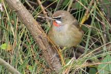 Rubinkehlchen (Calliope calliope) sitz auf einem Ast im Oderbruch und schaut nach links.