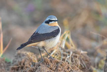 Steinschmätzer (Oenanthe oenanthe)