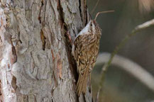 Waldbaumläufer (Certhia familiaris)