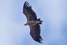 Flugbild eines Ohrengeiers (Torgos tracheliotos)