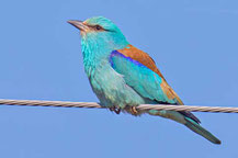 Blauracke (Coracias garrulus)