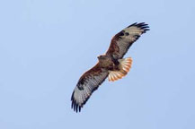 Adlerbussard