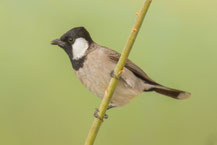 Weißohrbülbül (Pycnonotus leucotis), Oman (Dezember 2025)