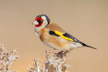 Stieglitz (Carduelis carduelis)