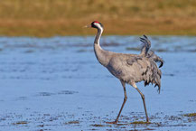 Grauer Kranich (Grus grus)