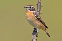 Braunkehlchen (Saxicola rube)