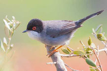 Samtkopf-Grasmücke (Sylvia melanocephala)