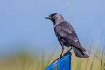 Dohle (Corvus monedula)