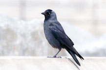 Dohle (Corvus monedula)
