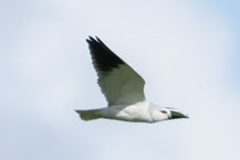Gleitaar (Elanus caeruleus) 