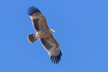Kaiseradler (Aquila heliaca) Jungvogel, Oman (Dezember 2025)