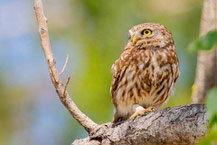 Steinkauz (Athene noctua)