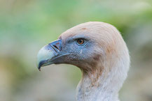 Gänsegeier