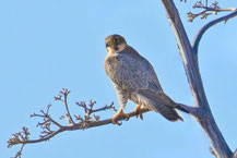 Wanderfalke (Falco peregrinus) 
