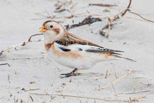 Schneeammer (Plectrophenax nivalis)