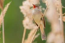 Drosselrohrsänger (Acrocephalus arundinaceus)