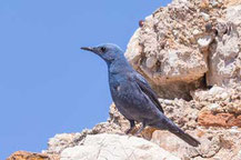 Blaumerle (Monticola solitarius)