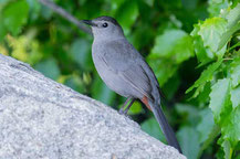 Katzenspottdrossel (Dumetella carolinensis)