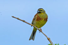 Zaunammer (Emberiza cirlus)