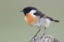 Schwarzkehlchen (Saxicola torquatus), Foto: Viola Wege