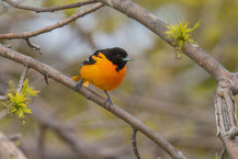 Baltimoretrupial (Icterus galbula)