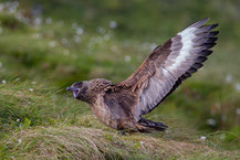 Skua - Große Raubmöwe (Stercorarius skua)