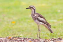 Langschwanztriel (Burhinus-grallarius)