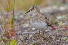 Temminckstrandläufer (Calidris temminckii)