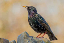 Star (Sturnus vulgaris)