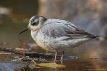 Thorshühnchen (Phalaropus fulicarius)