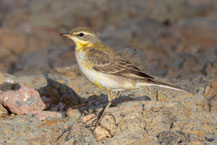 Tschuktschenstelze (Motacilla tschutschensis)