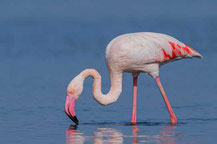 Rosaflamingo (Phoenicopterus roseus)