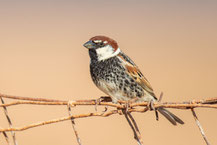 Weidensperling (Passer hispaniolensis)