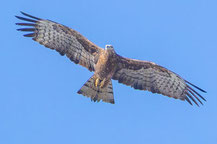 Schopfwespenbussard (Pernis ptilorhynchus)