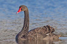 Trauerschwan schwimmend auf einem See