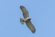 Flugbild eines Schlangenadler (Circaetus gallicus).