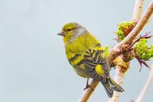 Zitronenzeisig (Carduelis citrinella)