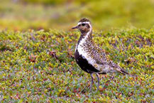 Goldregenpfeifer (Pluvialis apricaria)