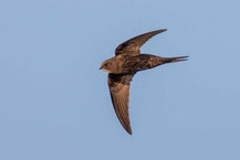 Mauersegler (Apus apus) im Flug