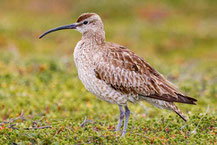 Regenbrachvogel (Numenius phaeopus)