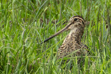 Doppelschnepfe, Kopf ragt aus der Wiese