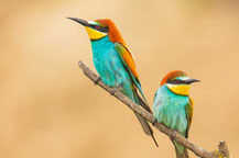 Bienenfresser (Merops apiaster)